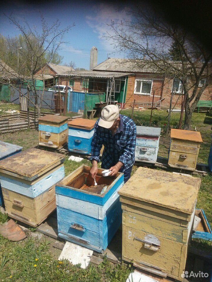 Продаю пчел купить на Зозу.ру - фотография № 1