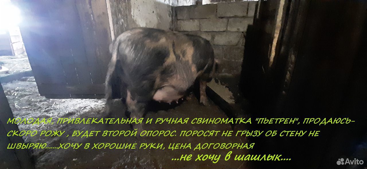 Поросята, свиноматки, боров купить на Зозу.ру - фотография № 4