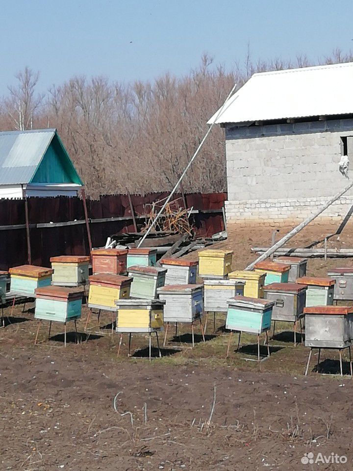 Пчелы "Карпатка" купить на Зозу.ру - фотография № 1