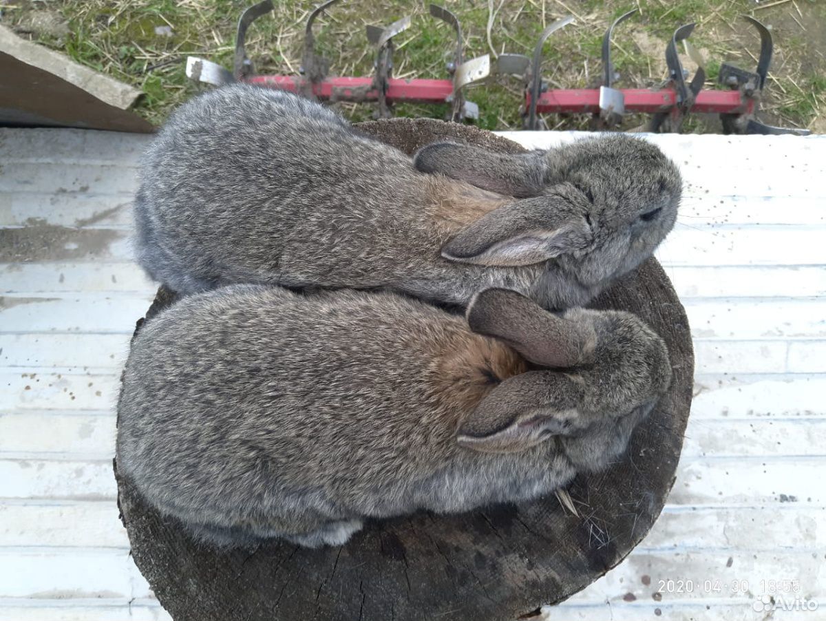 Кролики Французский баран, Ризен купить на Зозу.ру - фотография № 7