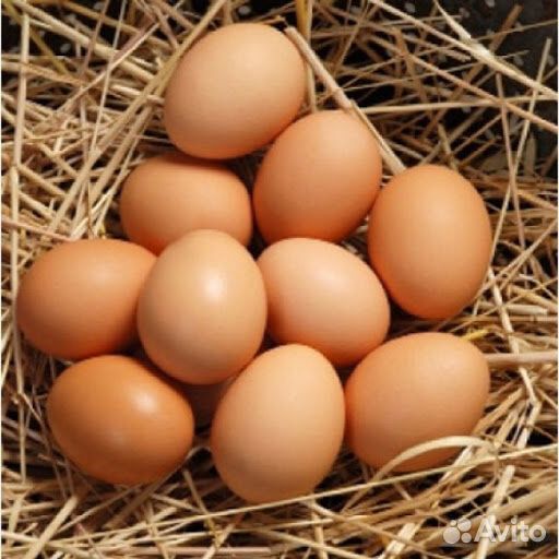 Живые курицы, тушки и яйца купить на Зозу.ру - фотография № 3