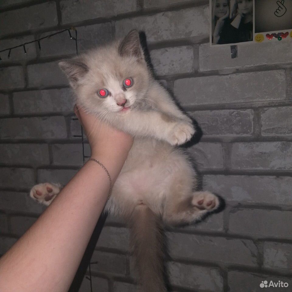 Отдам котенка купить на Зозу.ру - фотография № 2