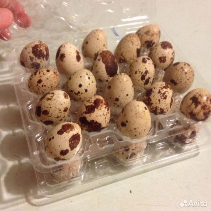 Яйца перепелиные инкубационные купить на Зозу.ру - фотография № 1
