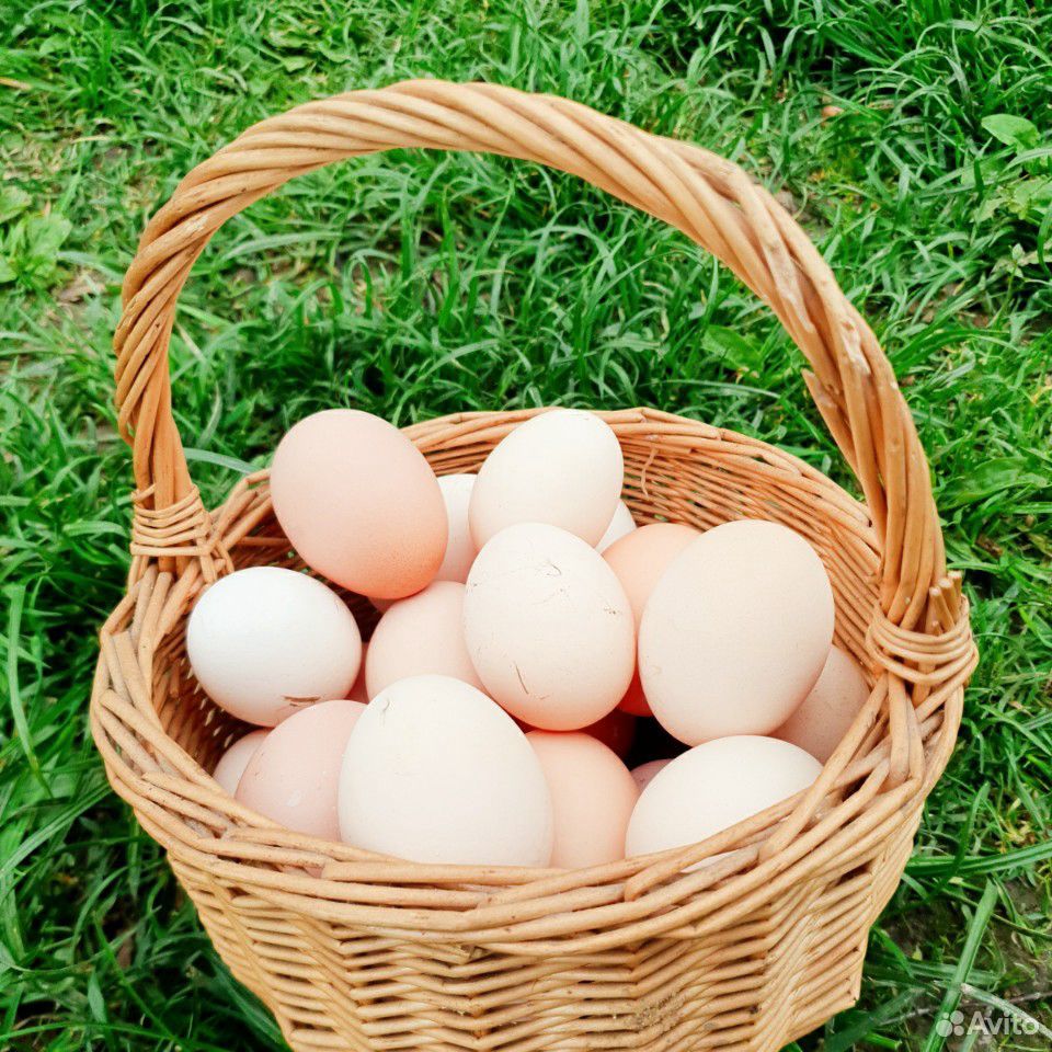 Домашние яйца. Яйцо куриное. Яйца куриные Деревенские. Домашние куриные яйца. Купить яйцо ленинградская область