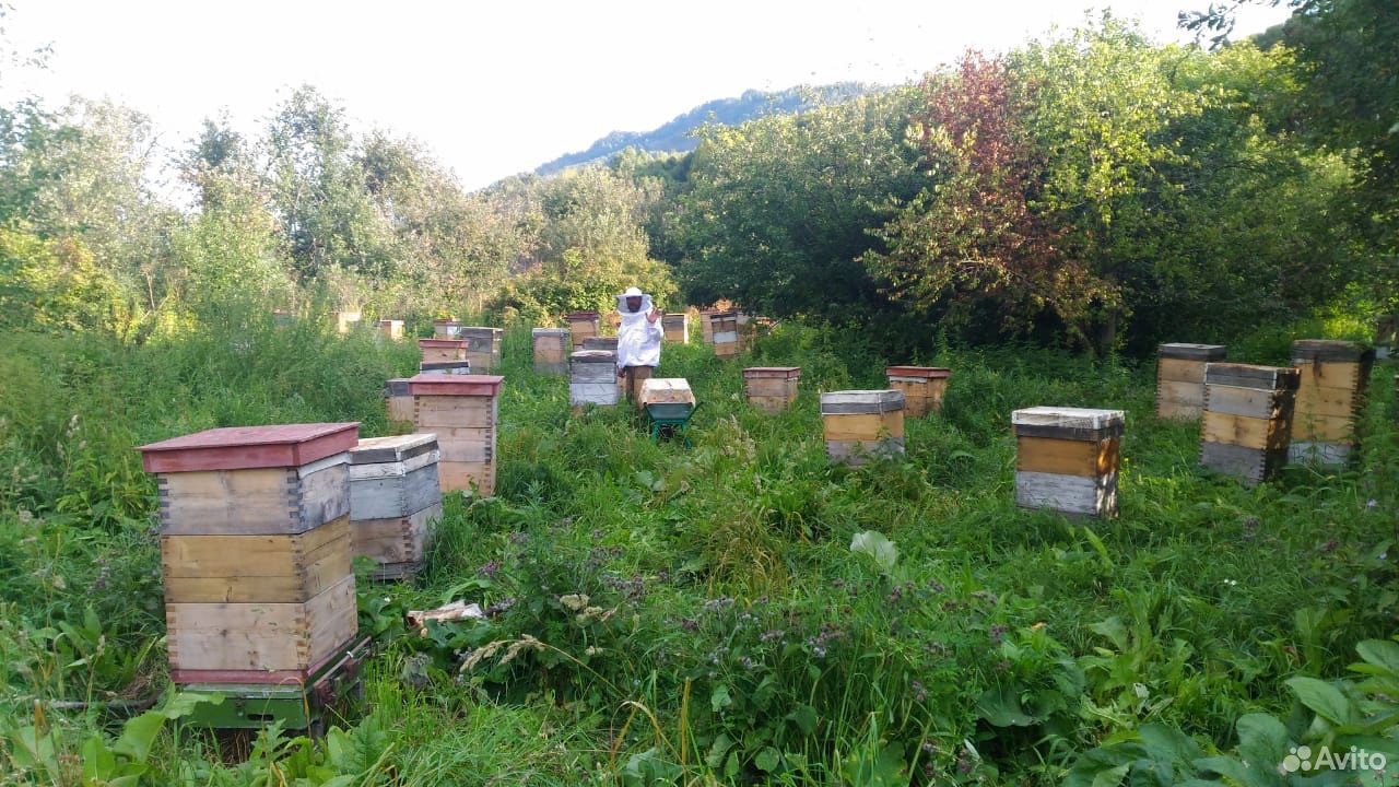 Продукты пчеловодства купить на Зозу.ру - фотография № 1