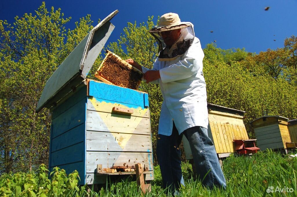 Купить пчел на озоне. Пчеловодное хозяйство "Пасечник Шишкин". Пасечный улей. Домик для пчел. Улей на пасеке.
