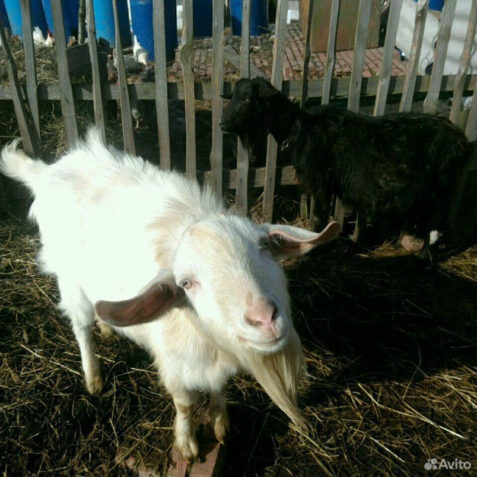 Продам семью коз купить на Зозу.ру - фотография № 8