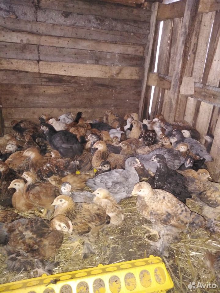 Продам цыплят купить на Зозу.ру - фотография № 9