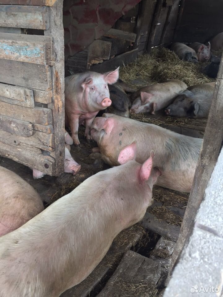 Продам свиней живым весом (русская белая- канадска купить на Зозу.ру - фотография № 3