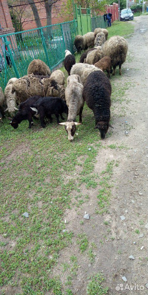 Овцы и бараны продам купить на Зозу.ру - фотография № 3