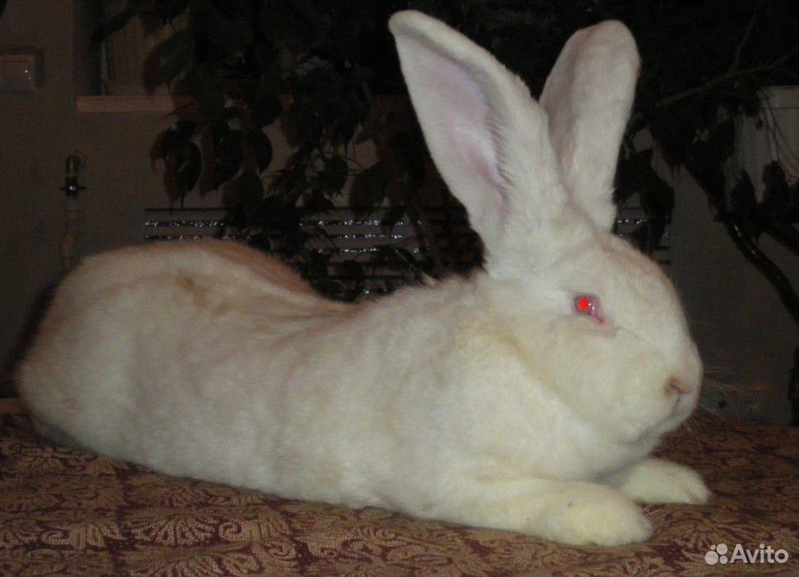 Кролик белый великан Фландр купить на Зозу.ру - фотография № 1