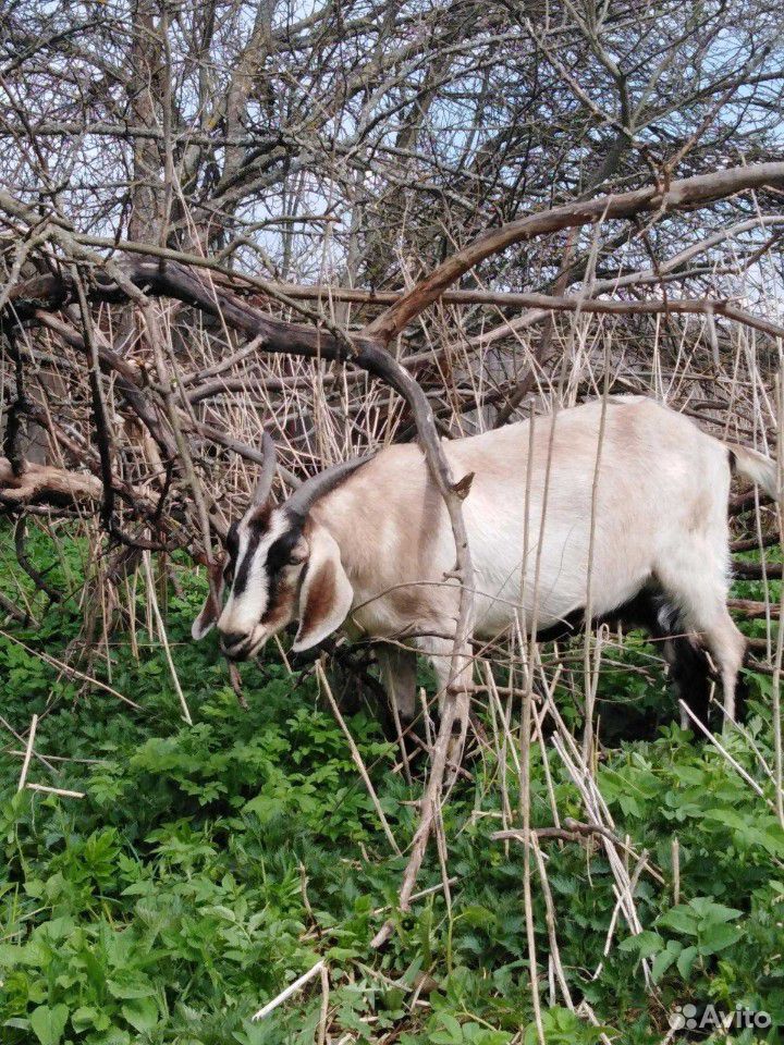 Ягнёнок на племя, козлята, дойные козы купить на Зозу.ру - фотография № 7
