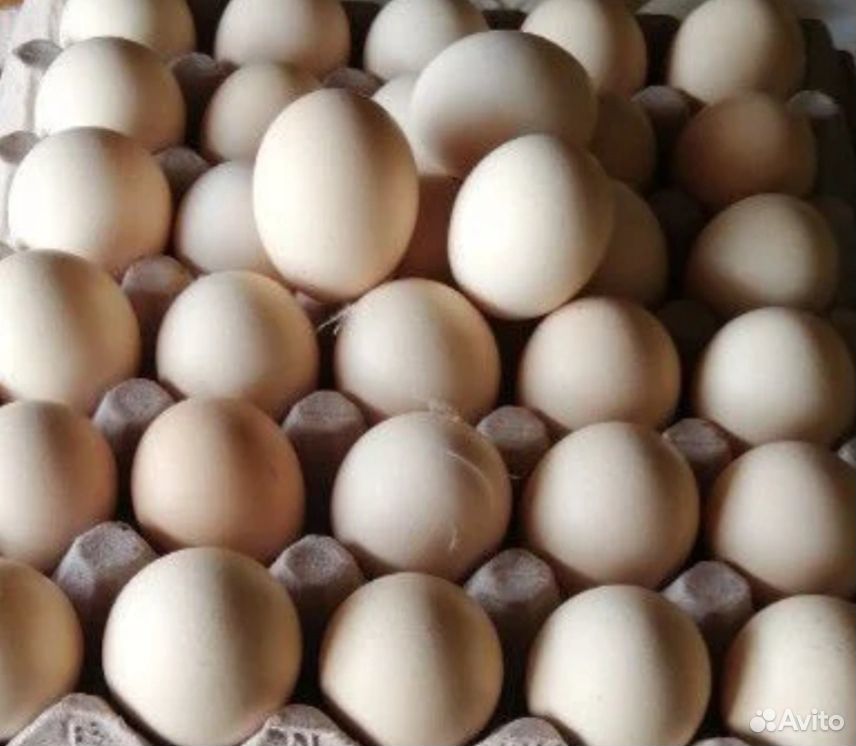 Яйца цесарок купить на Зозу.ру - фотография № 1