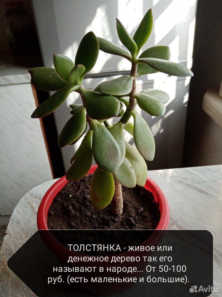 Толстянка - живое или денежное дерево так называют купить на Зозу.ру - фотография № 2