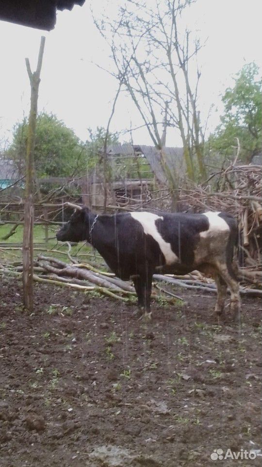 Корова стельная купить на Зозу.ру - фотография № 4