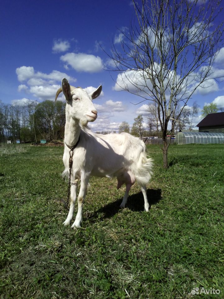 "Заанено нубийская коза" купить на Зозу.ру - фотография № 4