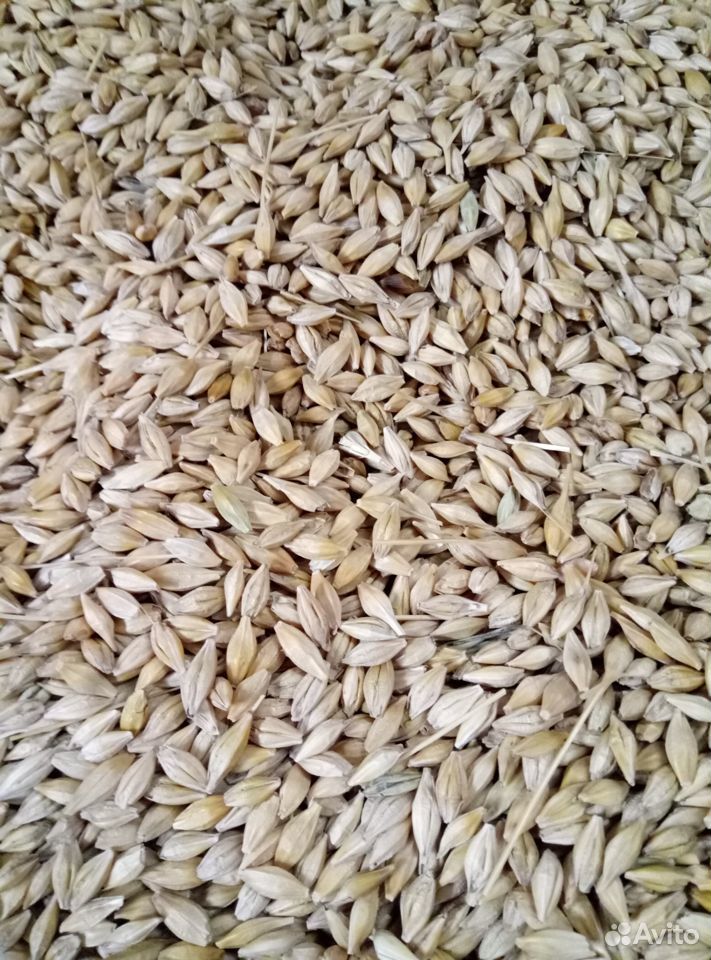 Зерно пшеницы, ячменя овес купить на Зозу.ру - фотография № 1