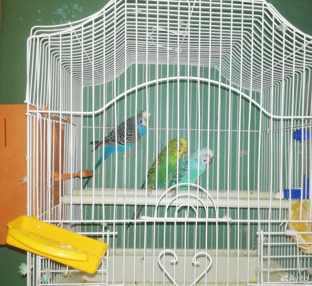 2 пары попугаев мж купить на Зозу.ру - фотография № 3