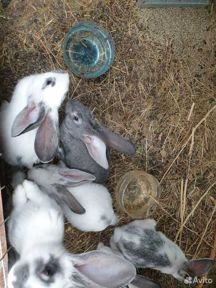 Кролики помесные мясных пород купить на Зозу.ру - фотография № 1