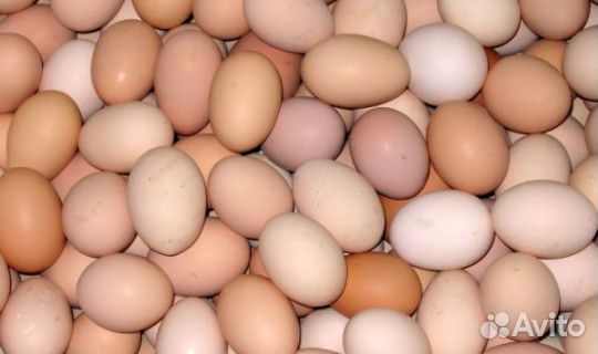Курочки в идеальном возрасте Много яиц будет купить на Зозу.ру - фотография № 3