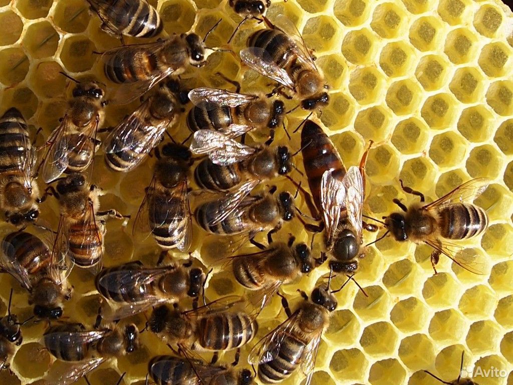 Пчелосемьи Карпатка купить на Зозу.ру - фотография № 1