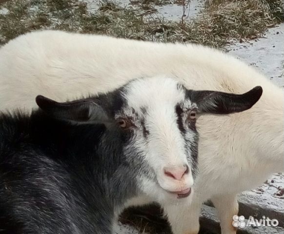 Продается дойная коза купить на Зозу.ру - фотография № 1