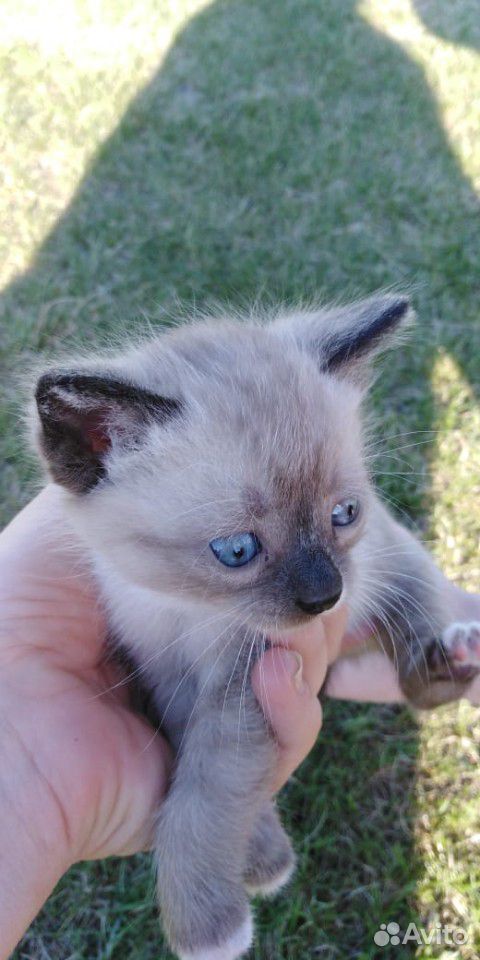 Котята с голубыми глазами купить на Зозу.ру - фотография № 1