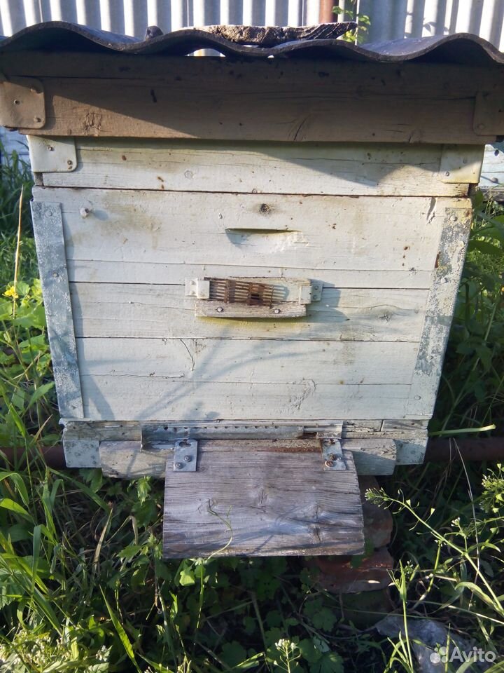Пчелосемьи с ульями купить на Зозу.ру - фотография № 3