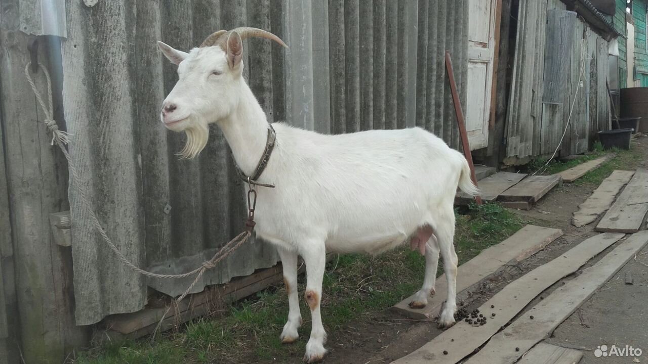 Продам породистую козу купить на Зозу.ру - фотография № 2