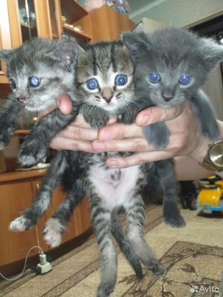 Кошка и котята купить на Зозу.ру - фотография № 1