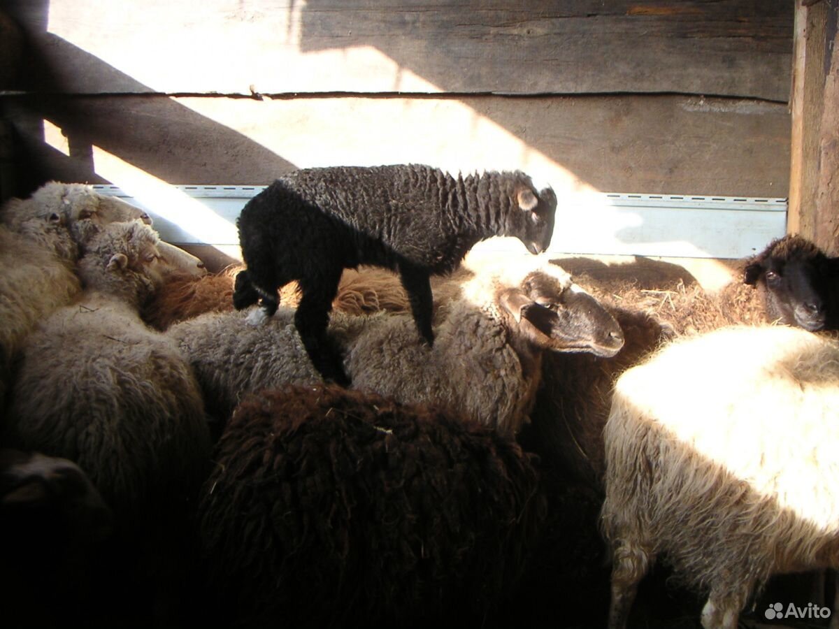 Продам овец, баранину купить на Зозу.ру - фотография № 1