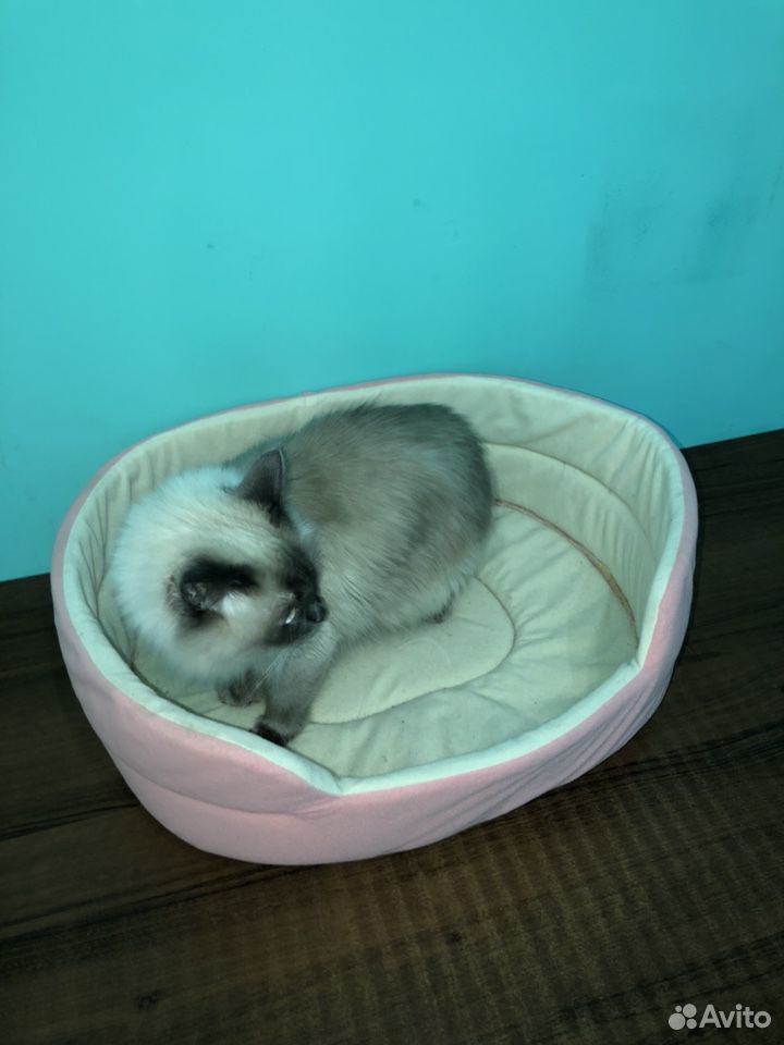Лежак для кошки купить на Зозу.ру - фотография № 2