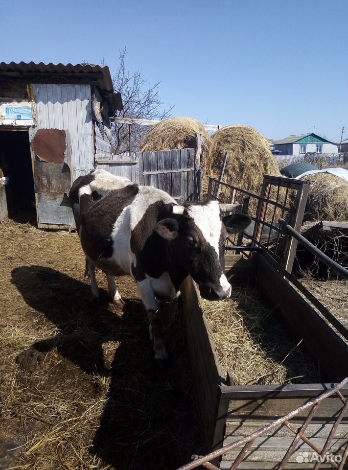 Коровы и телка купить на Зозу.ру - фотография № 2