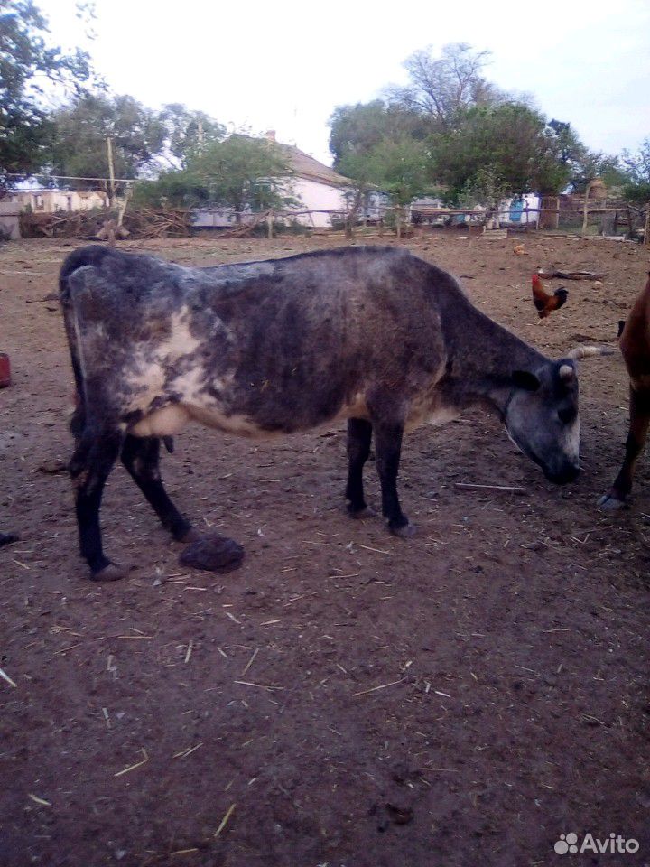 Корова и корова с телёнком купить на Зозу.ру - фотография № 1