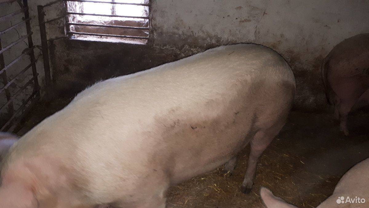 Свиньи живым весом купить на Зозу.ру - фотография № 3