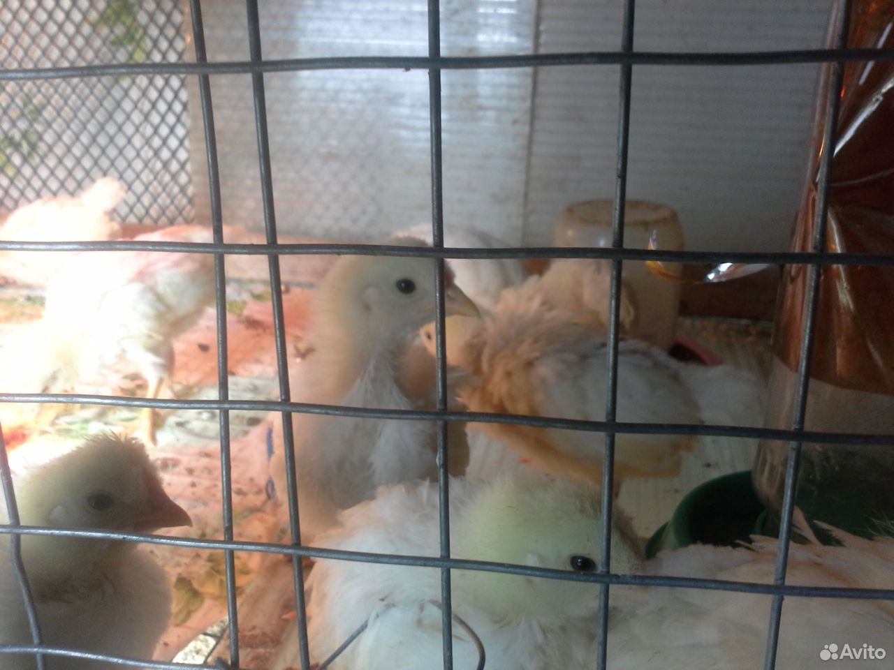 Цыплята брама, гудан, ломан белый (white) купить на Зозу.ру - фотография № 3