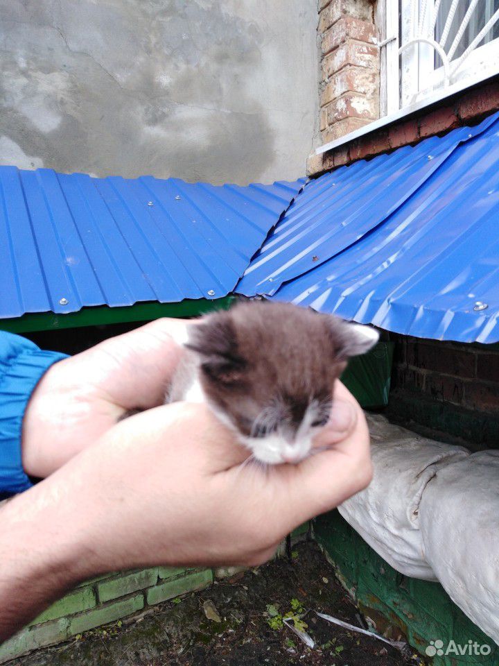 Отдаём в добрые руки 3-х котят, 2 девочки и мальчи купить на Зозу.ру - фотография № 5