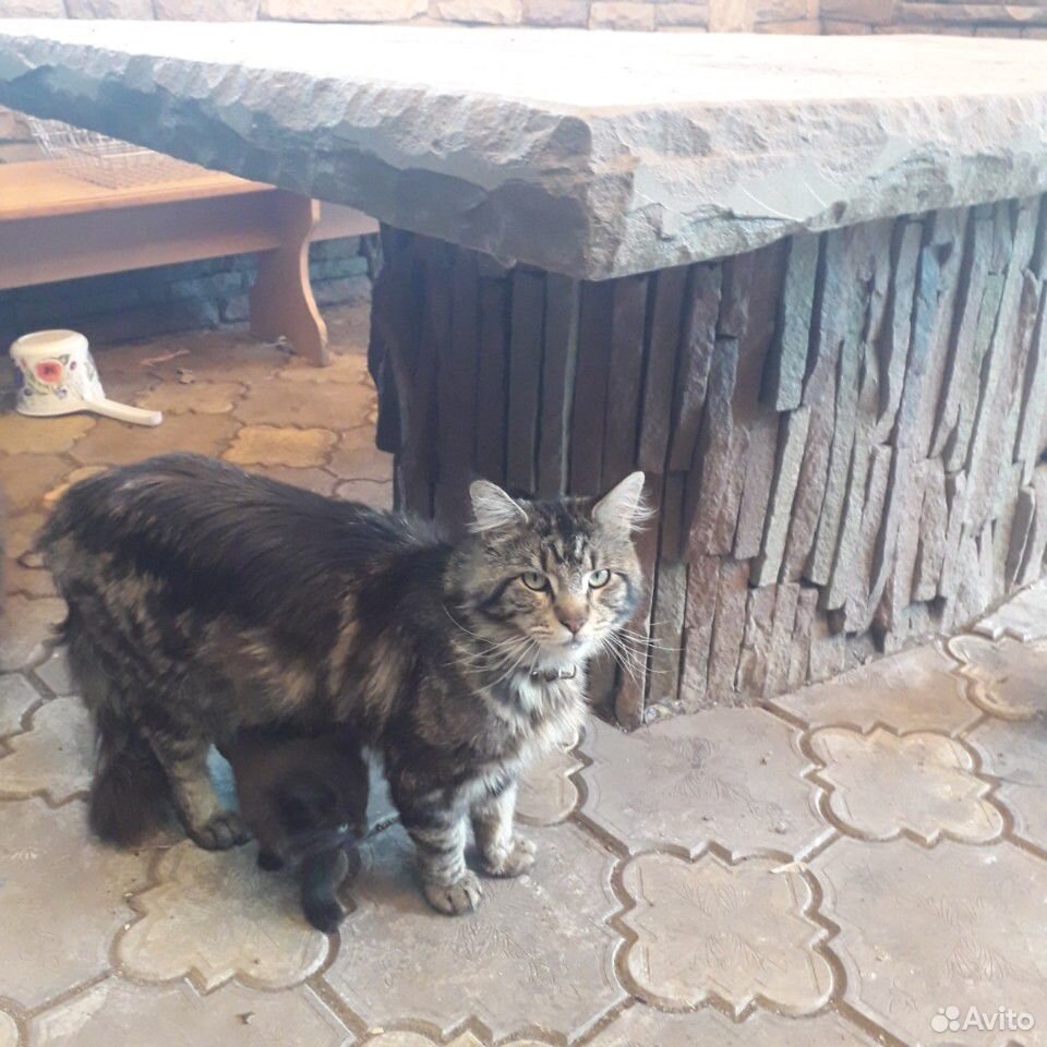 Котята мейн-кун купить на Зозу.ру - фотография № 4