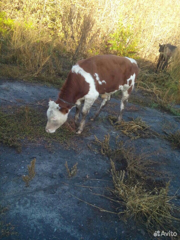 Корова и бычки купить на Зозу.ру - фотография № 6