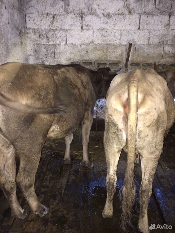 2 коровы 1 тёлка купить на Зозу.ру - фотография № 4