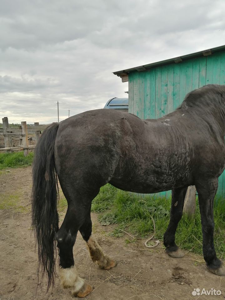 Лошадь рабочая купить на Зозу.ру - фотография № 3