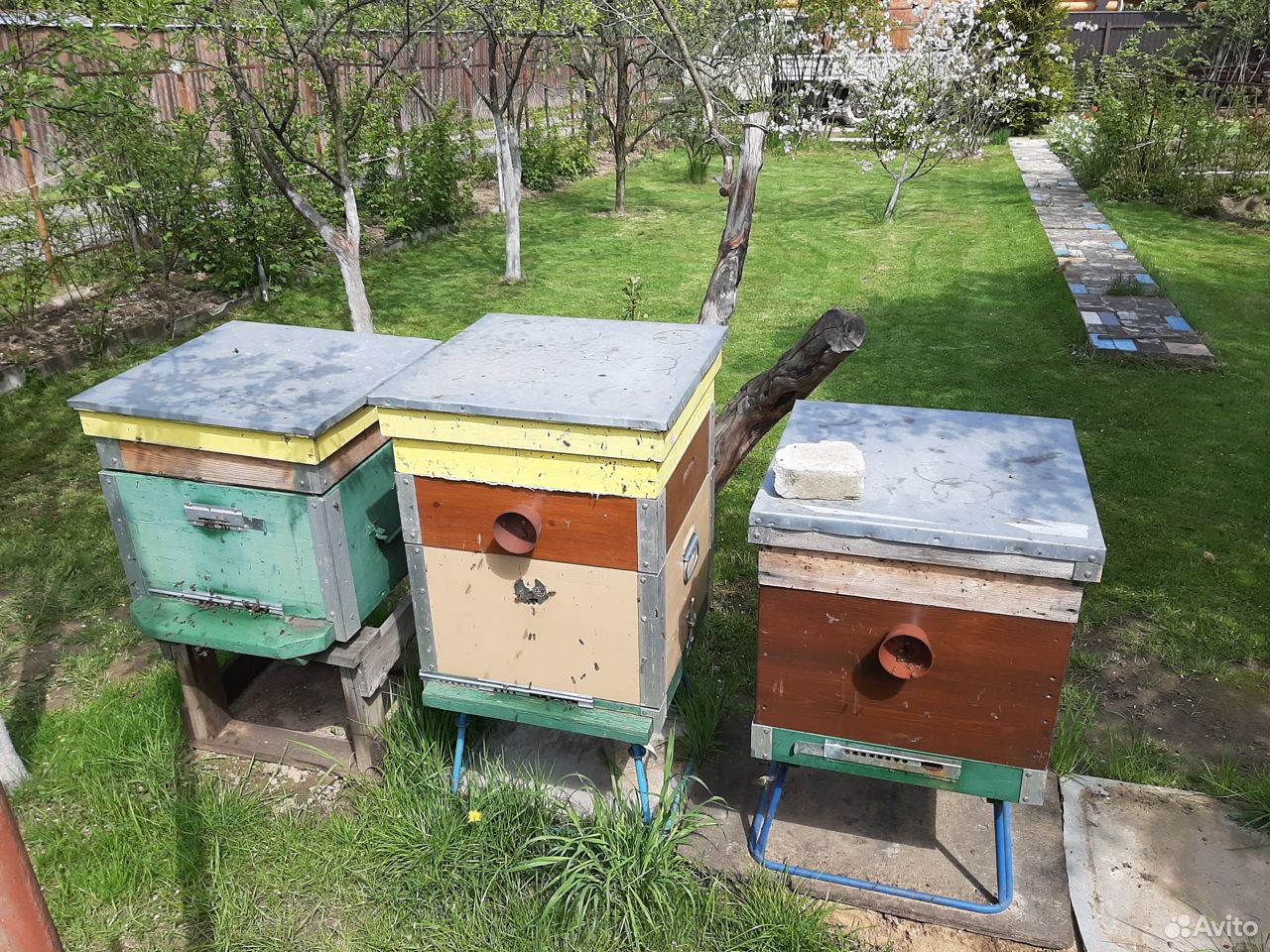 Пчёлы среднерусские купить на Зозу.ру - фотография № 4