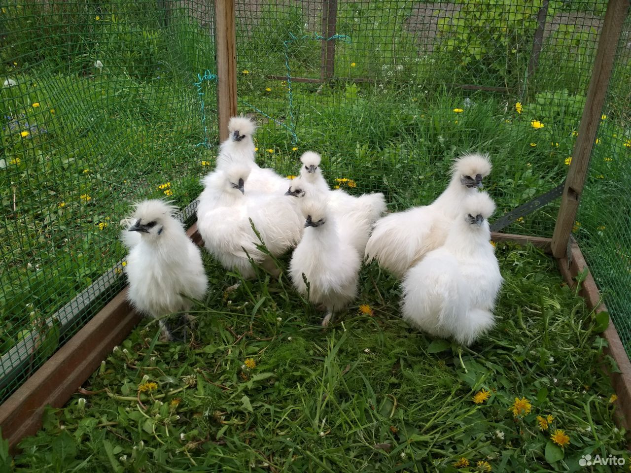 Китайские шелковые цыплята купить на Зозу.ру - фотография № 1