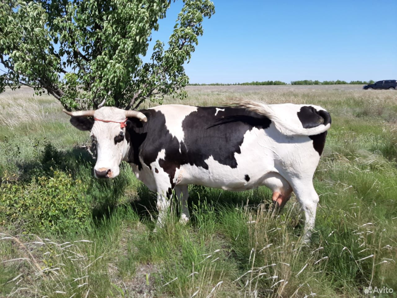 Породы высокоудойных коров в россии с фото и описанием
