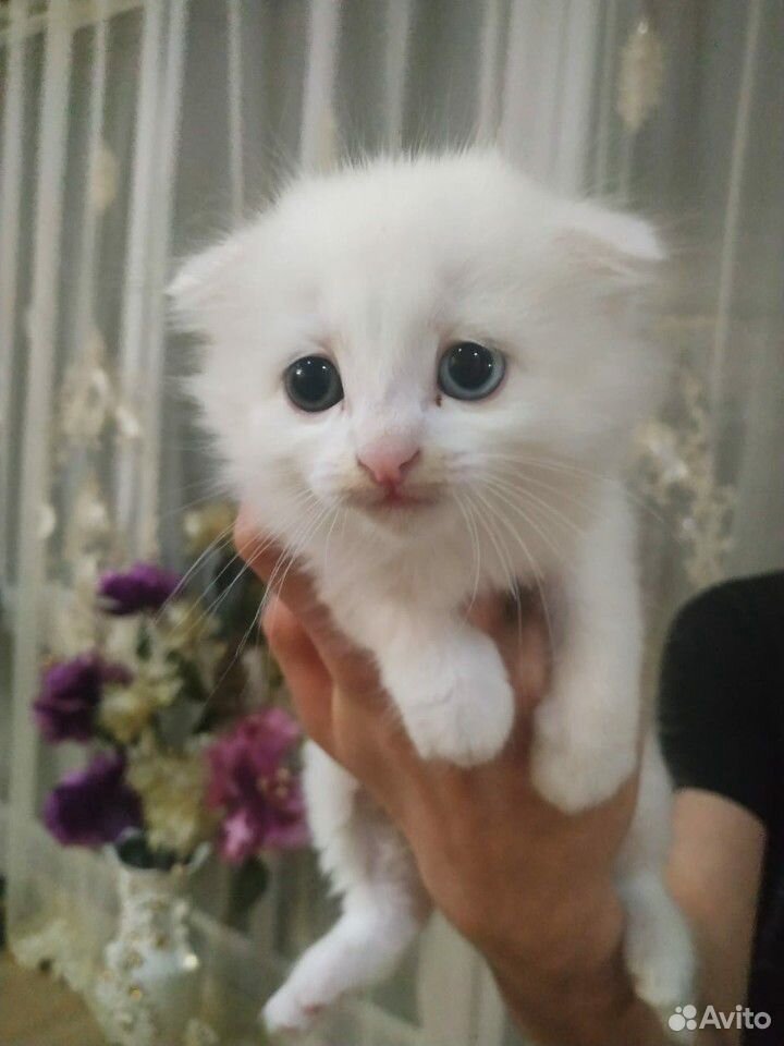 Веслоухоя кошка с разными глазами купить на Зозу.ру - фотография № 3