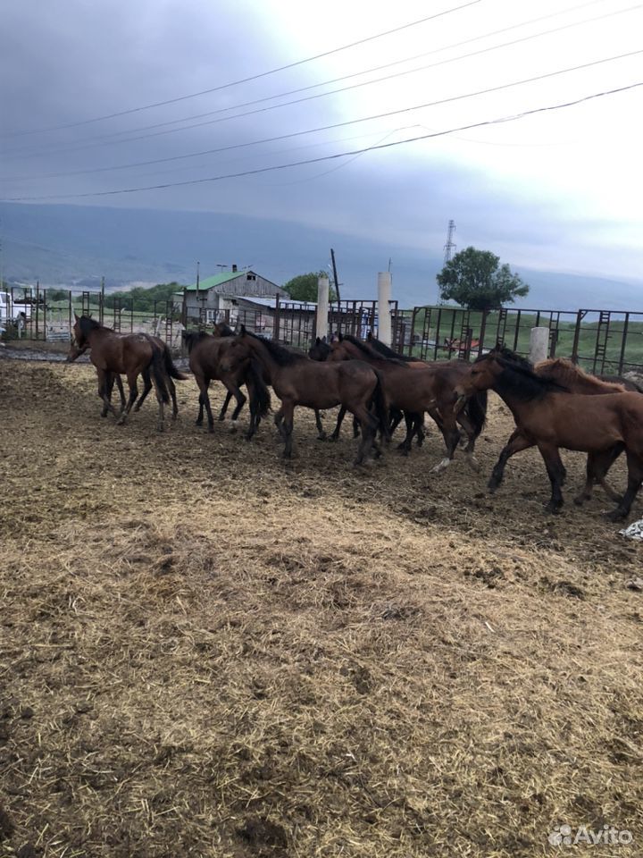 Жеребчики лошади купить на Зозу.ру - фотография № 2