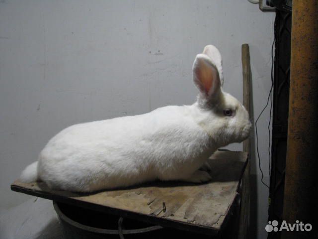 Продам кроликов живым весом купить на Зозу.ру - фотография № 5