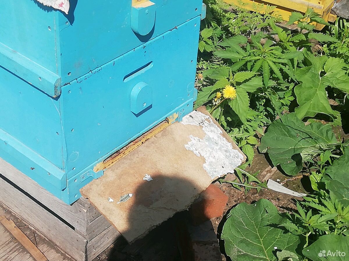 Продаются пчёлы с мёдом Цена договорная купить на Зозу.ру - фотография № 1