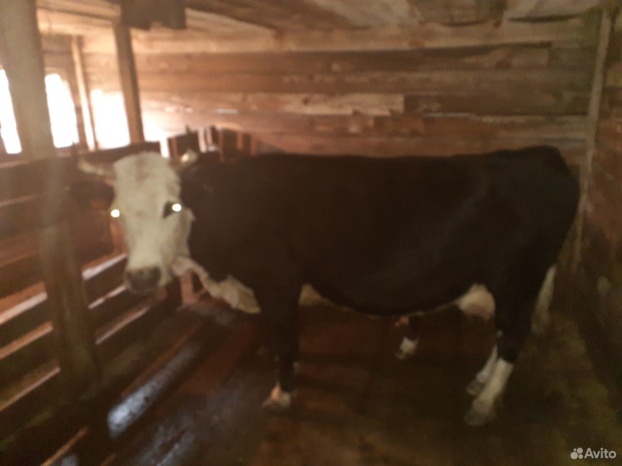 Корова с теленком 5лет и теленку 5мес купить на Зозу.ру - фотография № 2