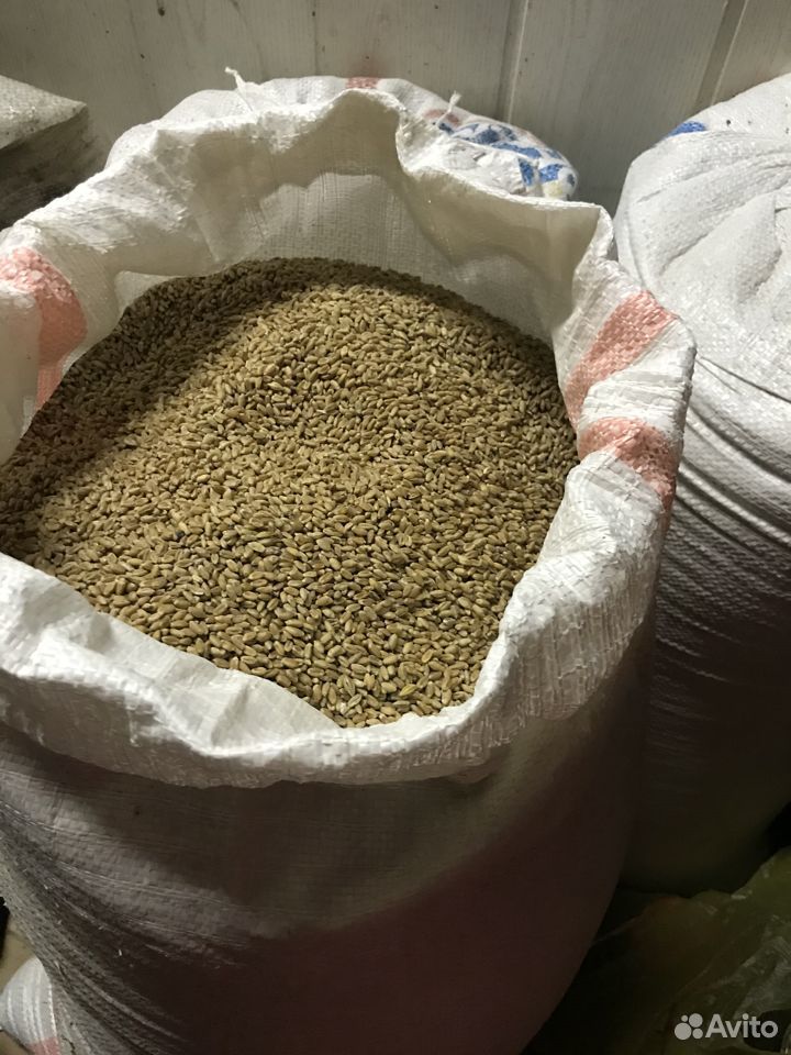 Продам зерно пшеницы купить на Зозу.ру - фотография № 1